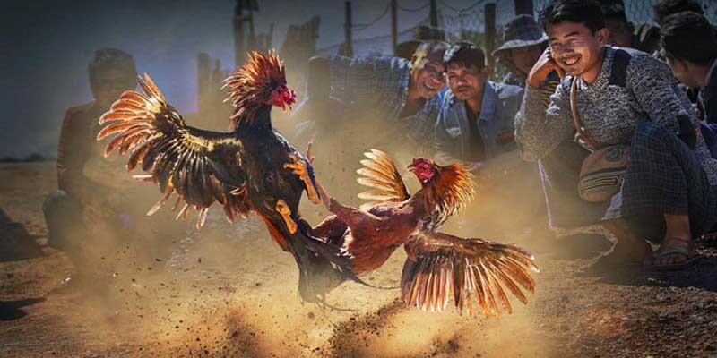 Đá gà cựa dao mang đến 3 cửa cược chất lượng