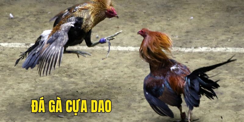 Một trận đấu đá gà gắn cựa dao thường diễn ra trong 5 phút