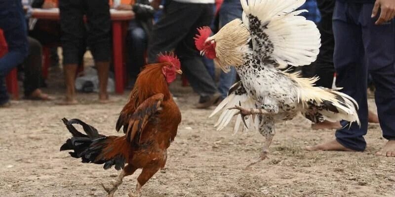 Đá gà theo hình thức cựa dao sở hữu nhiều ưu điểm tuyệt vời
