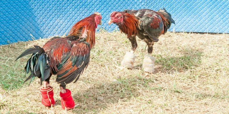 Phổ cập chi tiết luật chơi đá gà cựa sắt
