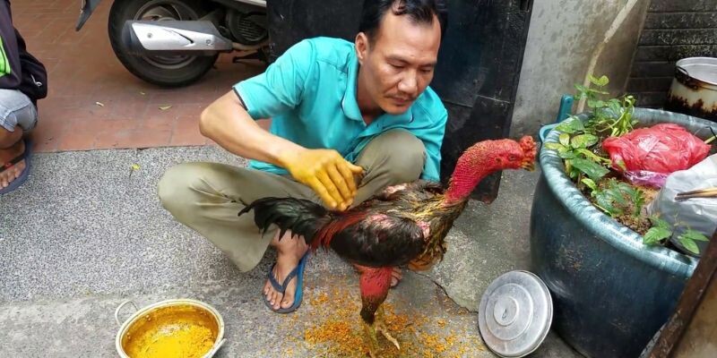 Vần gà chọi bằng om bóp nghệ