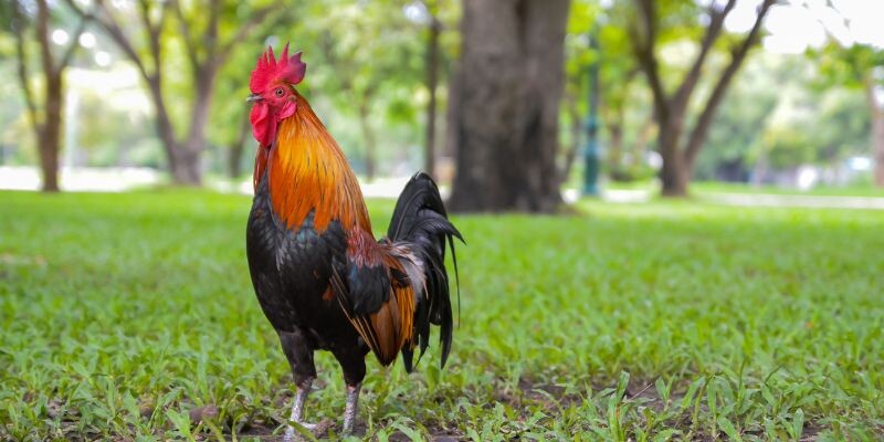Vần gà chọi bằng bài vần