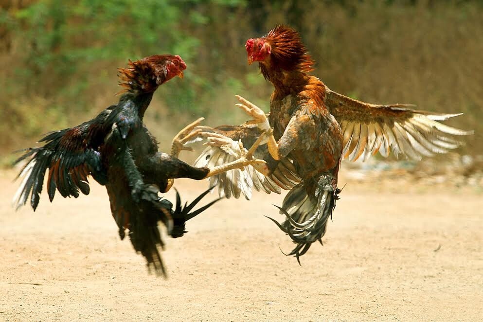 Chú ý quan trọng trong cách vần gà chọi