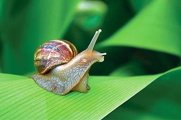 Ý nghĩa giấc mơ về con ốc
