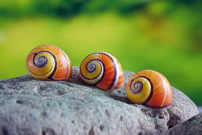 Mơ thấy ốc có màu sắc đặc biệt