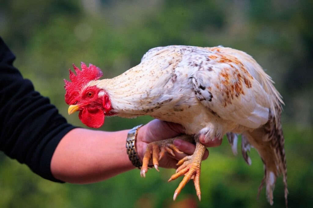 Có nên chọn gà có chân cua để đá gà?