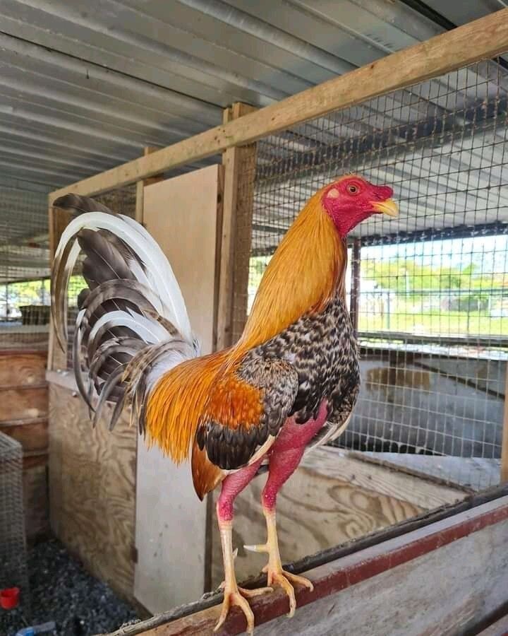 Chọn gà phải dựa vào nhiều yếu tố quan trọng