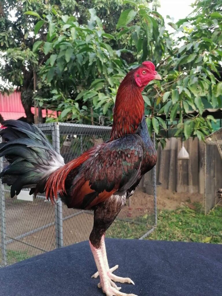 Sư kê cần chọn giống gà đá chất lượng
