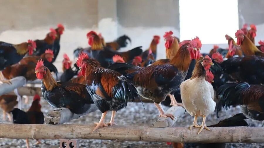 Phòng bệnh và chăm sóc gà